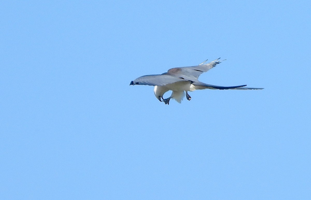 Swallow-tailed Kite - Christine Rowland