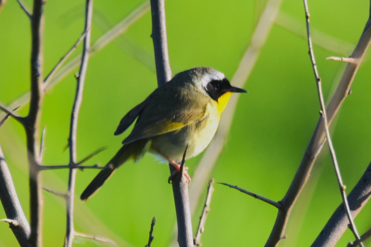 Common Yellowthroat - Old Sam Peabody