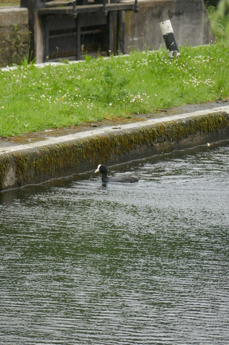 Eurasian Coot - Elliott Norton-Bower