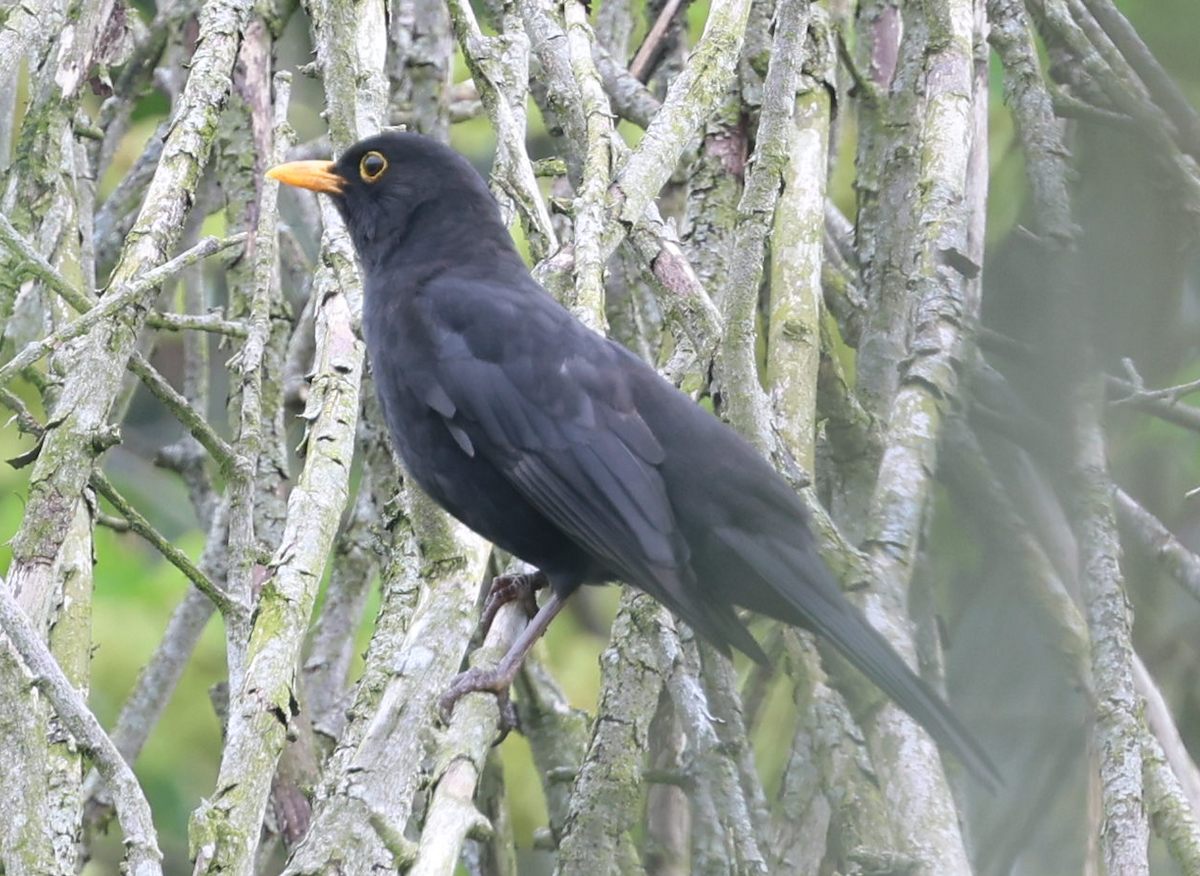 Eurasian Blackbird - Max Khoo