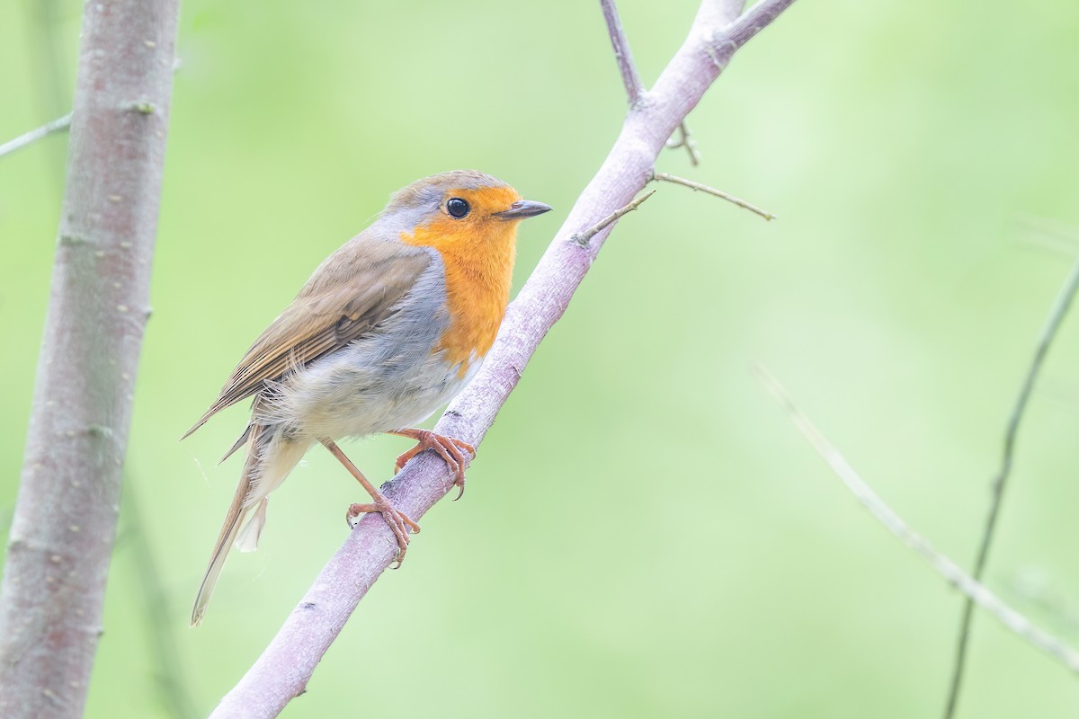 European Robin - Max Khoo