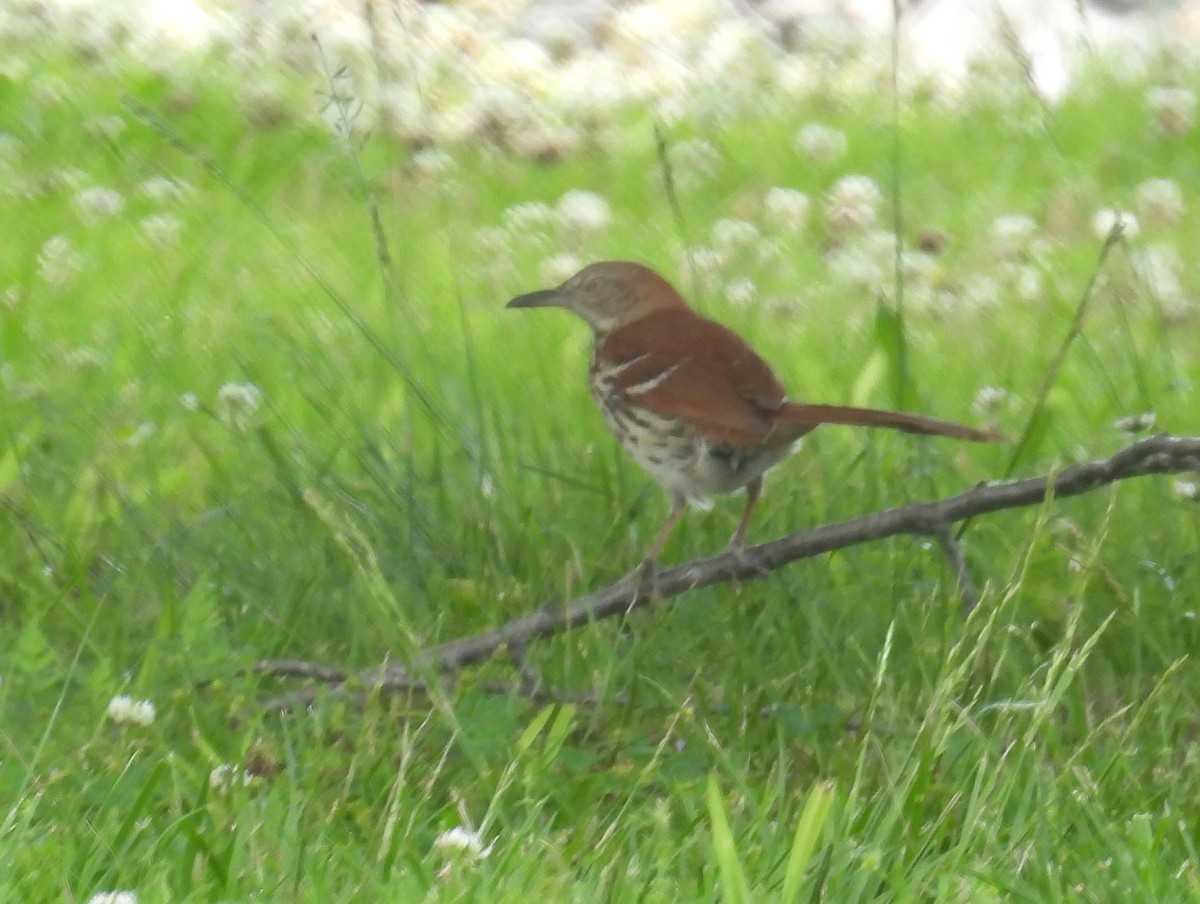 Brown Thrasher - bob butler