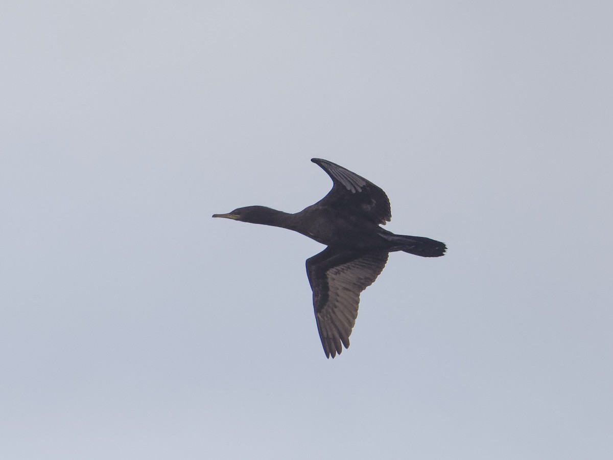 Little Black Cormorant - Angus Wilson