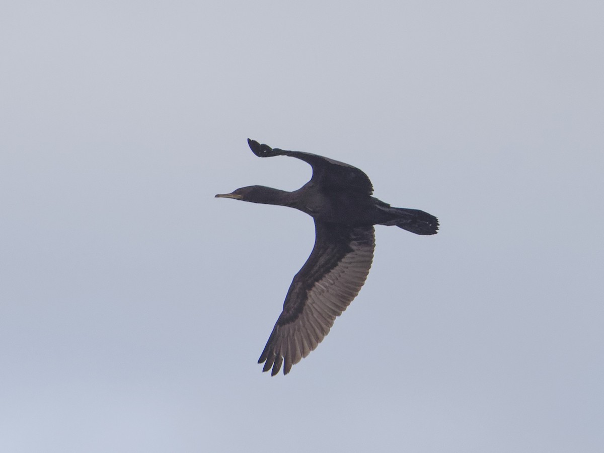 Little Black Cormorant - Angus Wilson