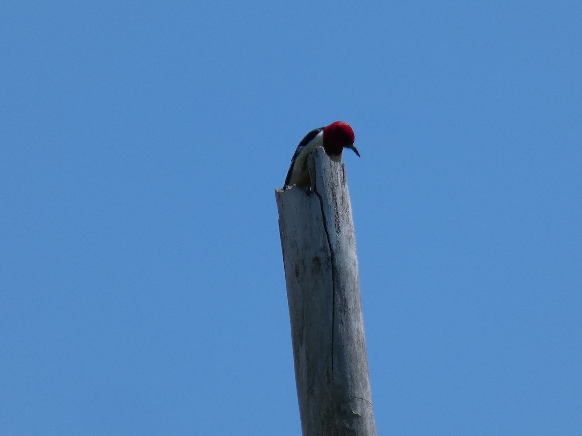 Red-headed Woodpecker - Micheline Roy