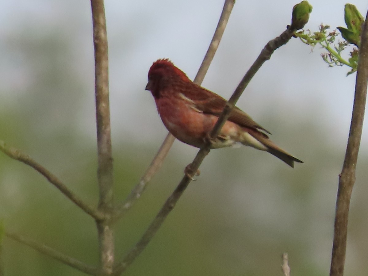 Purple Finch - claude charest