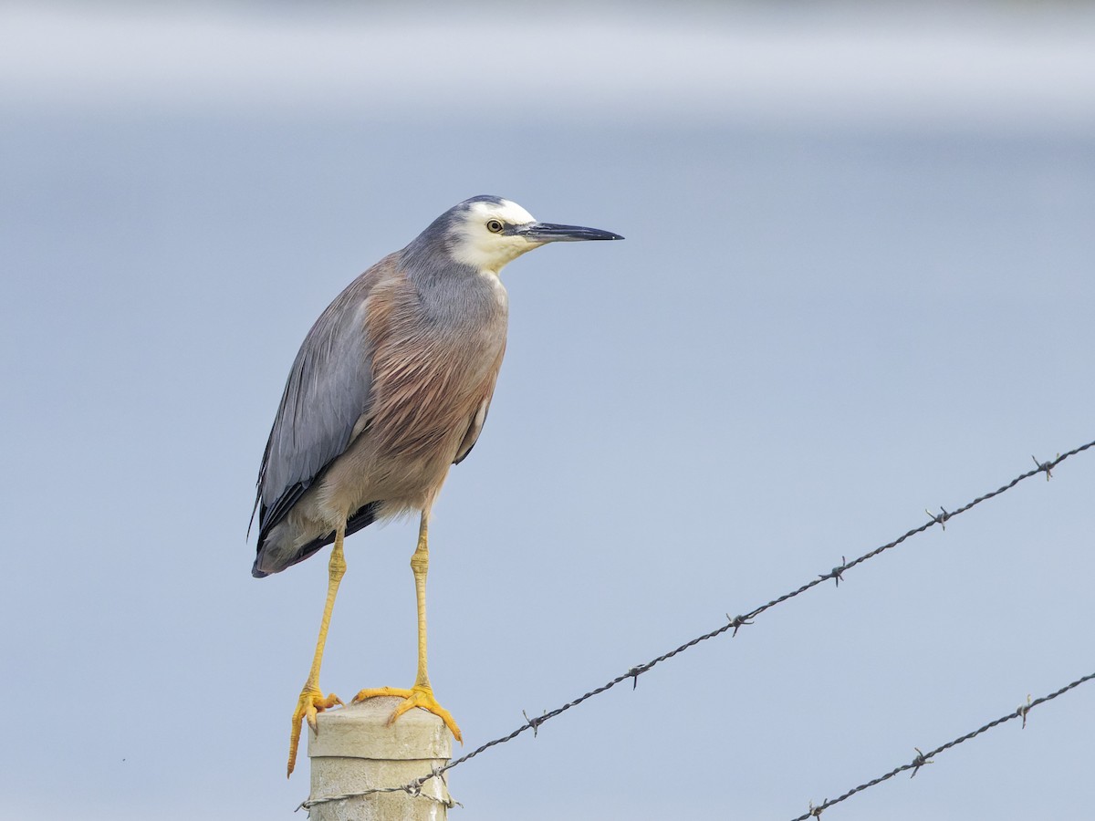 White-faced Heron - Angus Wilson