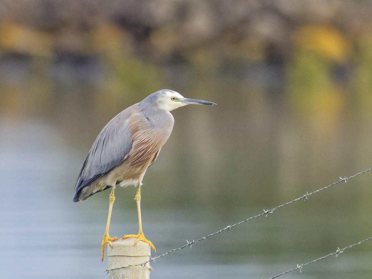 White-faced Heron - Angus Wilson