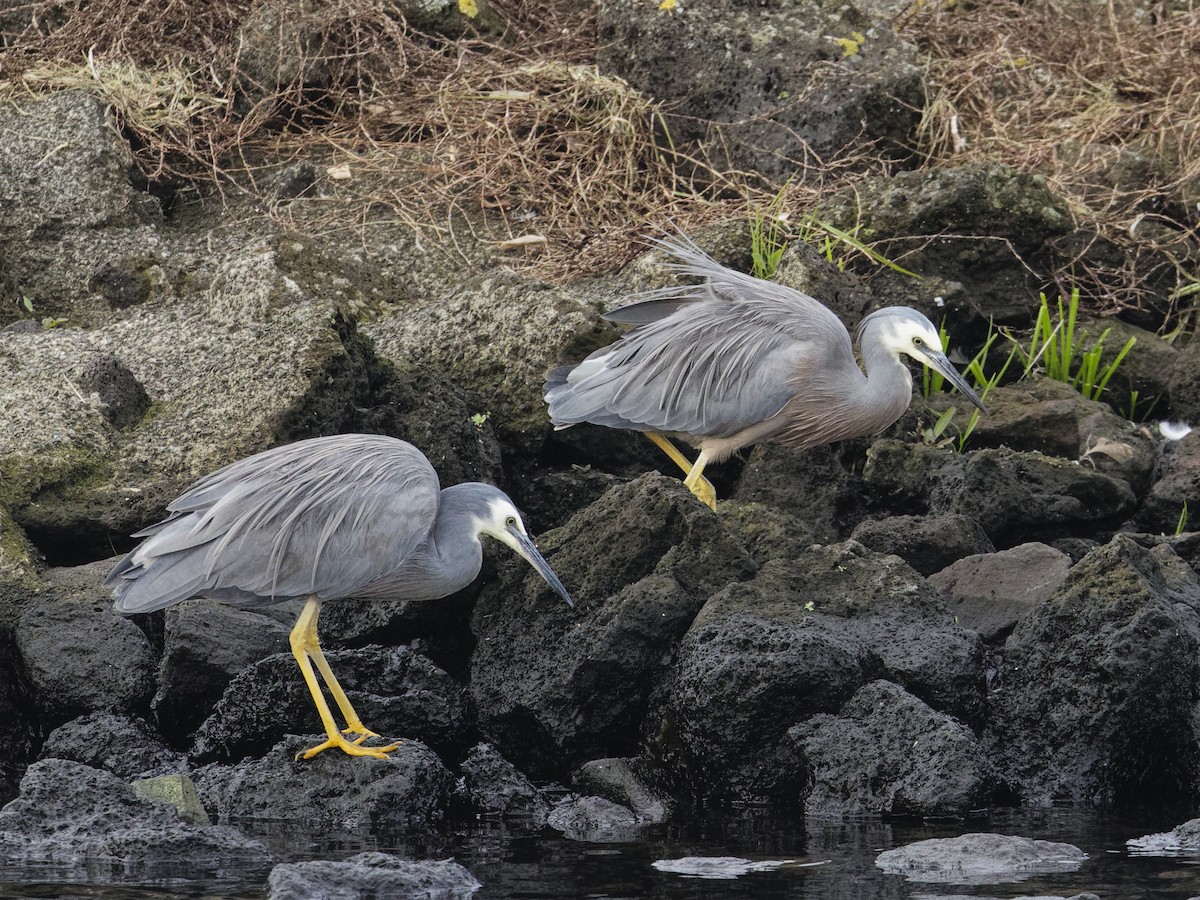 White-faced Heron - Angus Wilson