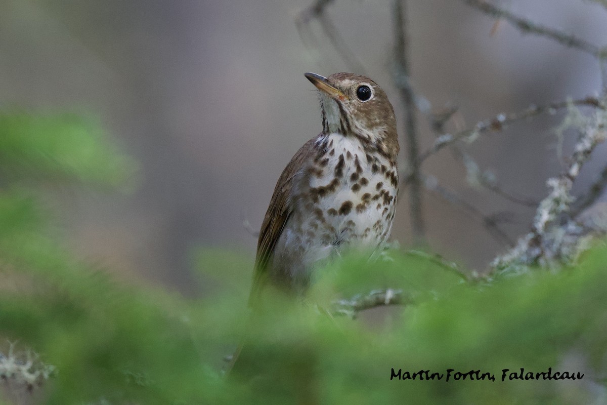 Hermit Thrush - Martin Fortin