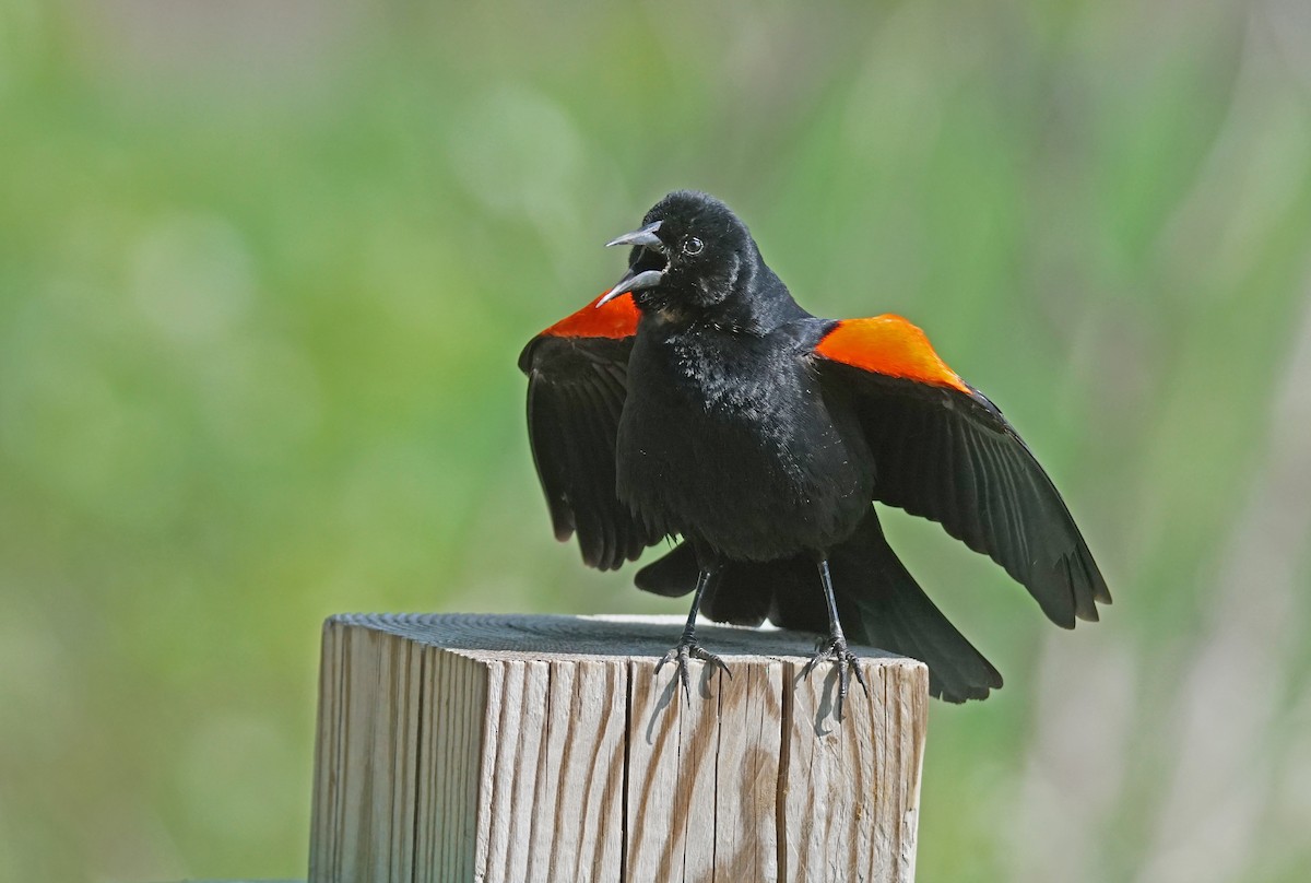 Red-winged Blackbird - Doris Guimond et Claude Gagnon