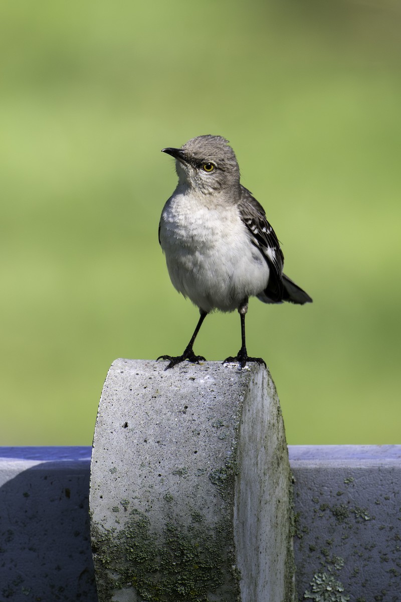 Northern Mockingbird - Scott Fraser