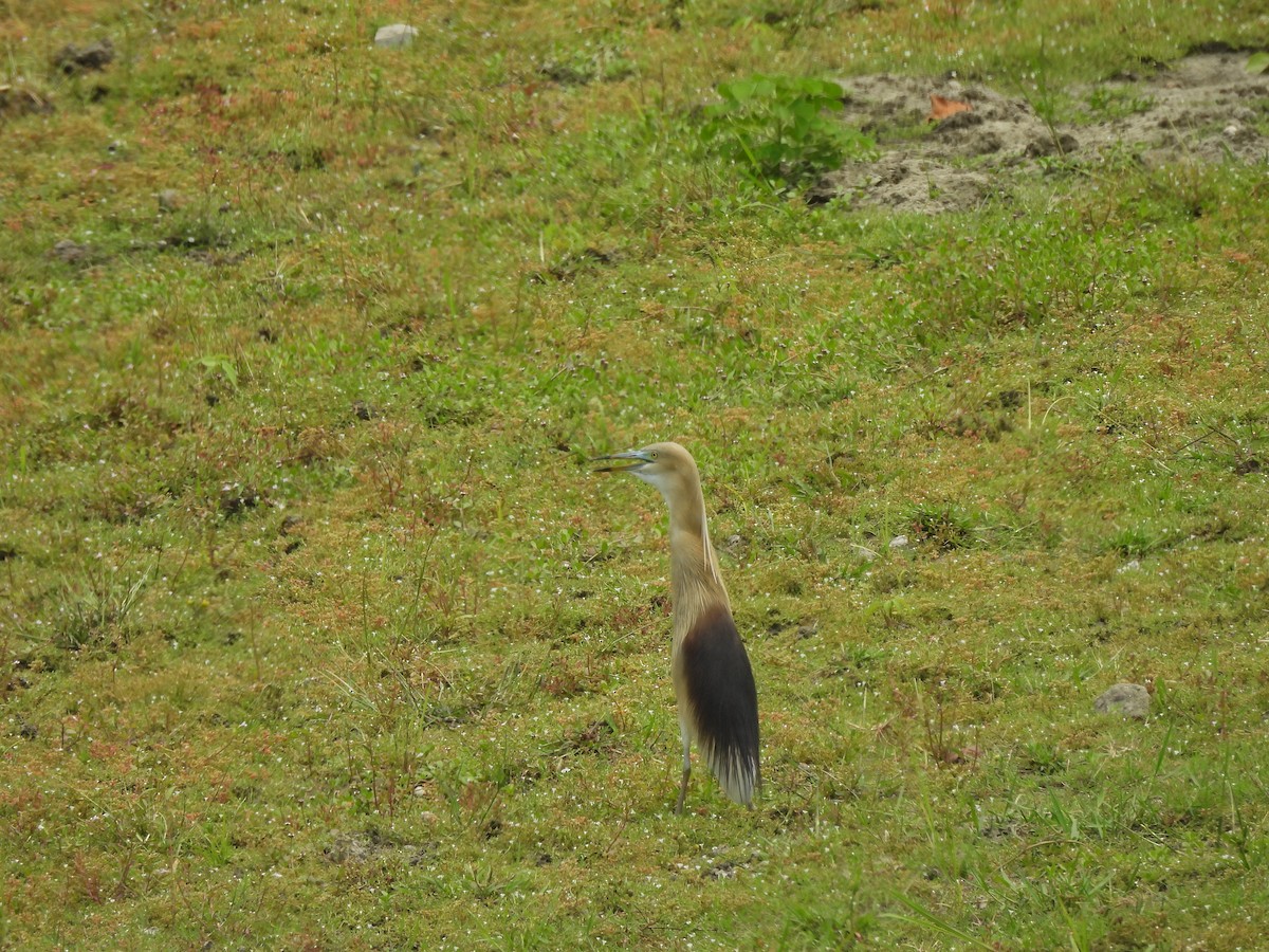 Indian Pond-Heron - Pallab Saikia