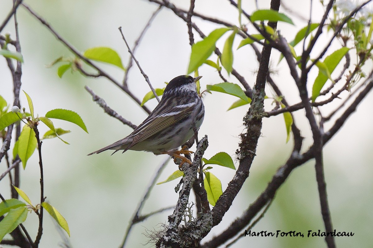 Blackpoll Warbler - Martin Fortin