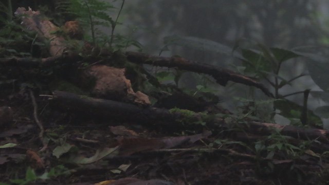 Long-tailed Tapaculo - ML619442593