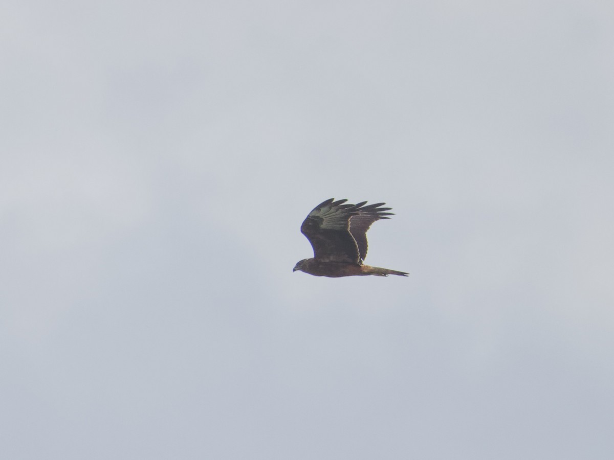 Swamp Harrier - Angus Wilson