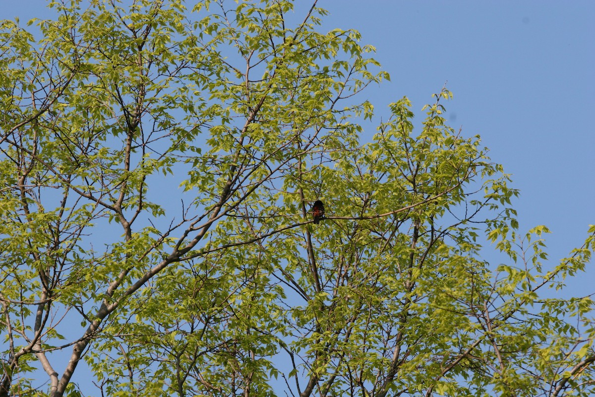 Orchard Oriole - Micheline Roy