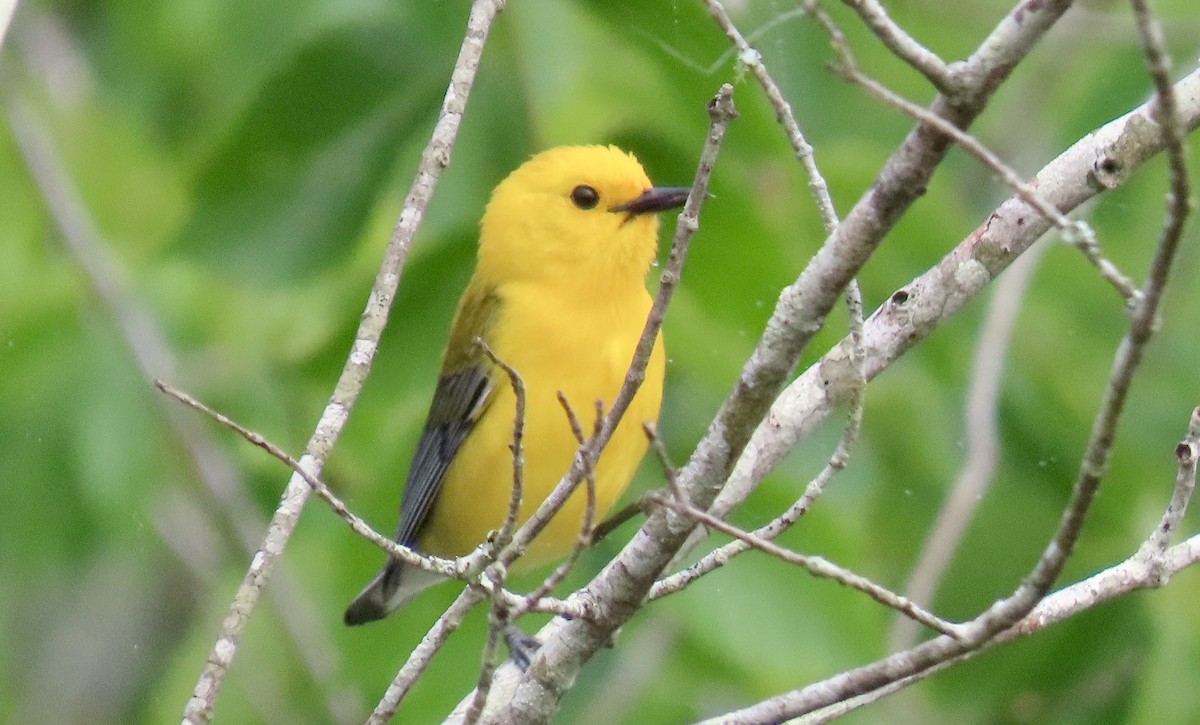 Prothonotary Warbler - Tom & Anna Leith