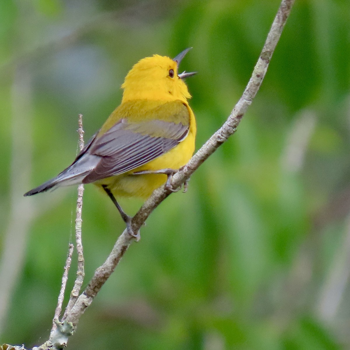 Prothonotary Warbler - Tom & Anna Leith