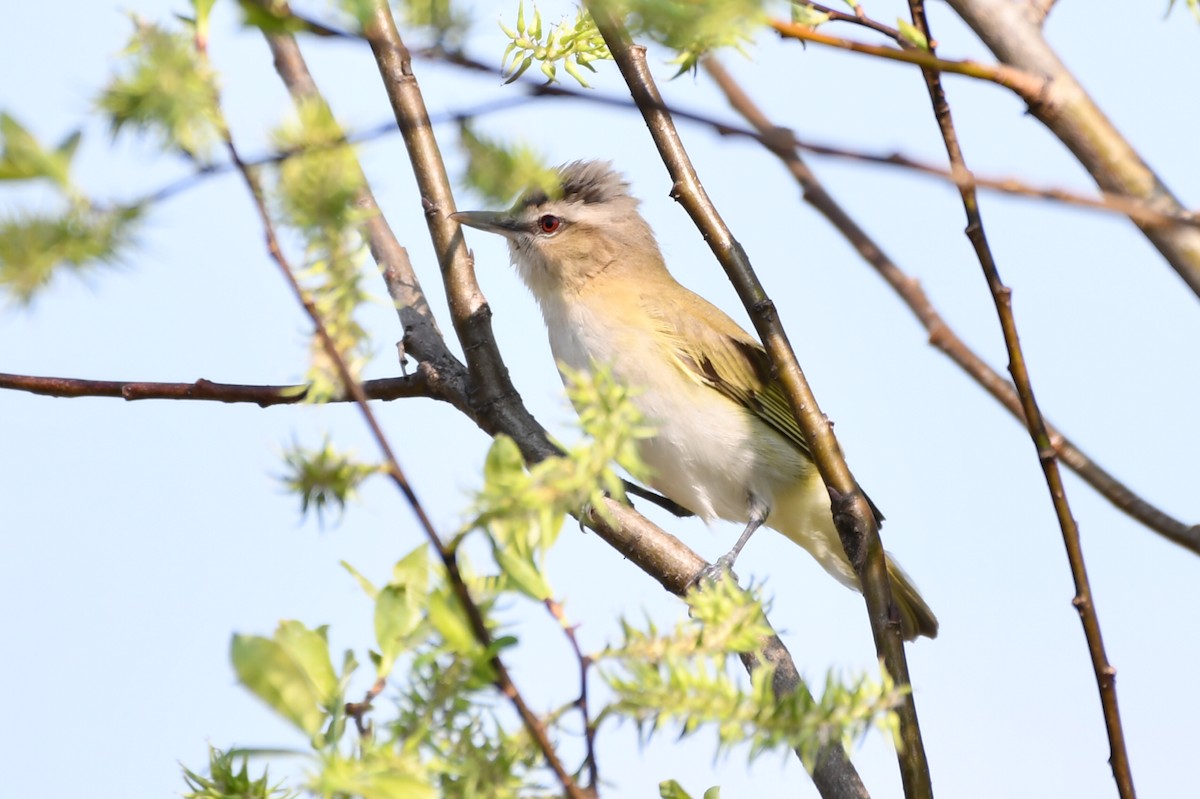 Red-eyed Vireo - Jean Aubé