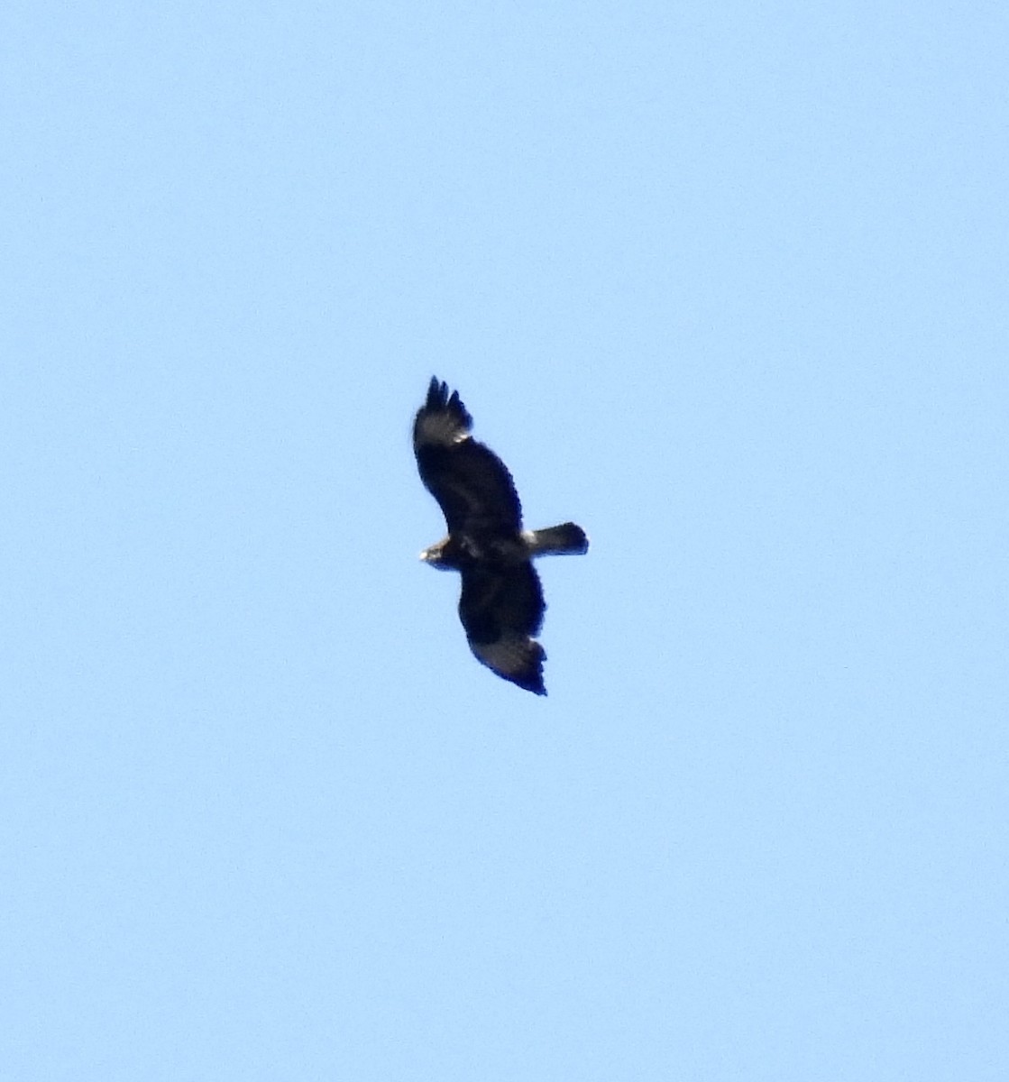 Common Buzzard - Mike Coulson