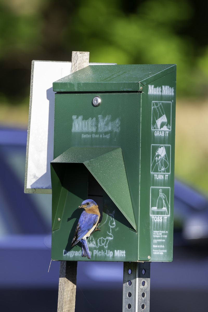 Eastern Bluebird - Scott Fraser