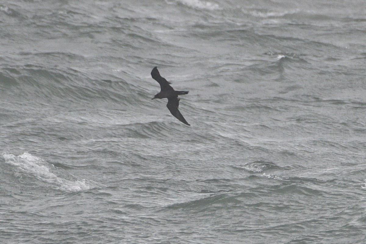 Wedge-tailed Shearwater - Lahiru Walpita