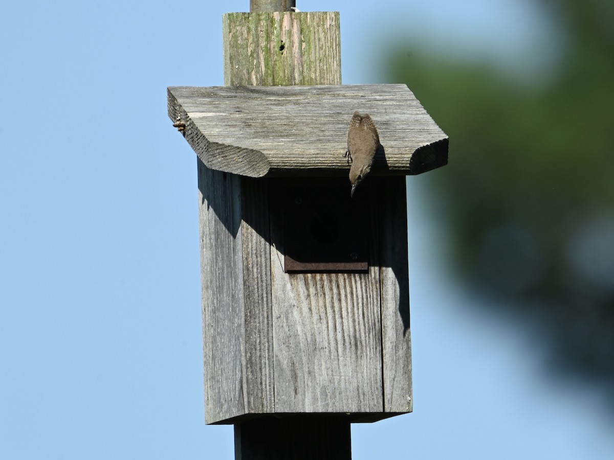 House Wren - William Woody