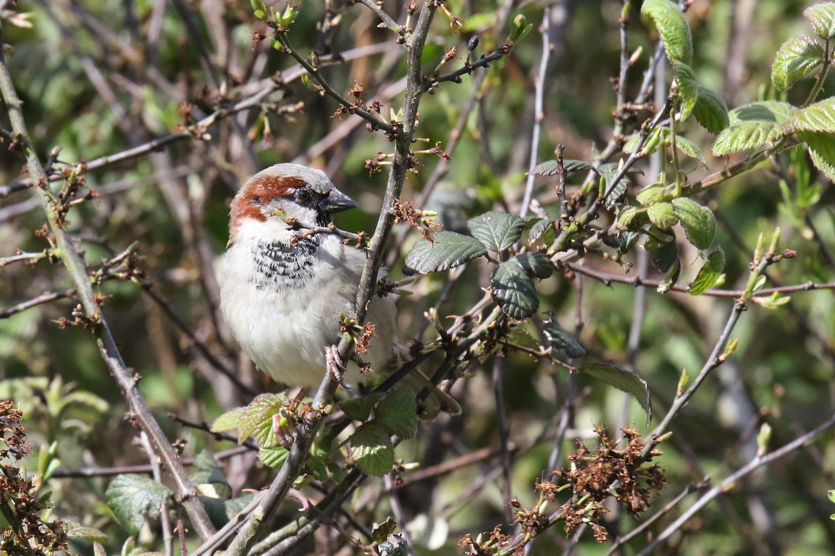 House Sparrow - Tom Ensom