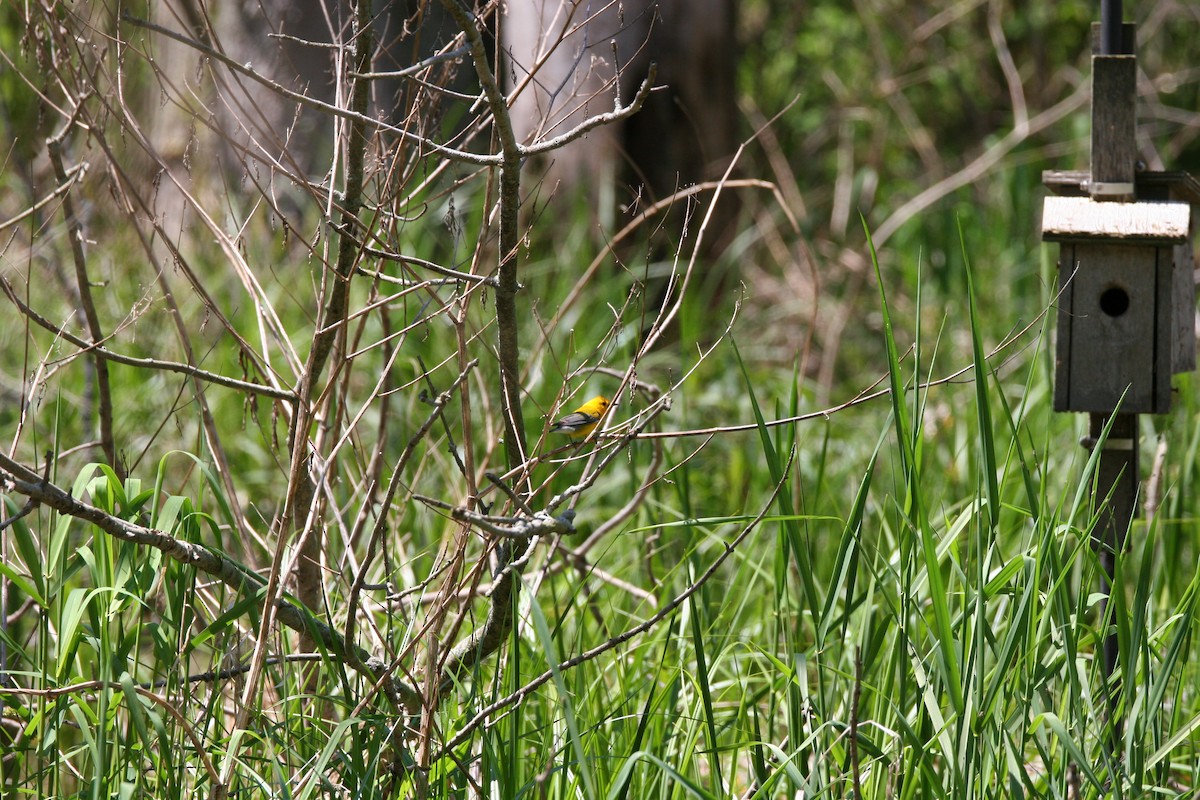 Prothonotary Warbler - Micheline Roy
