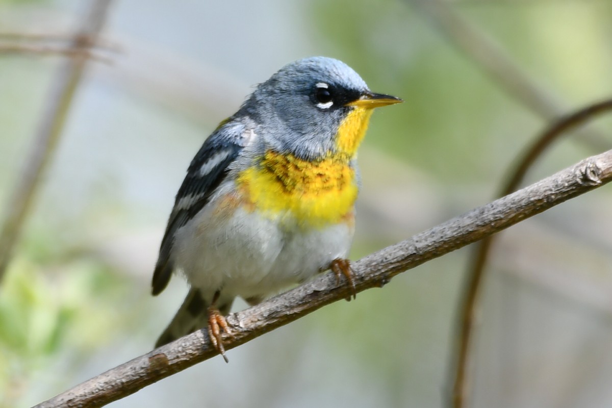 Northern Parula - Jean Aubé