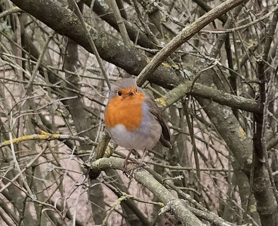 European Robin - Isaac Moody