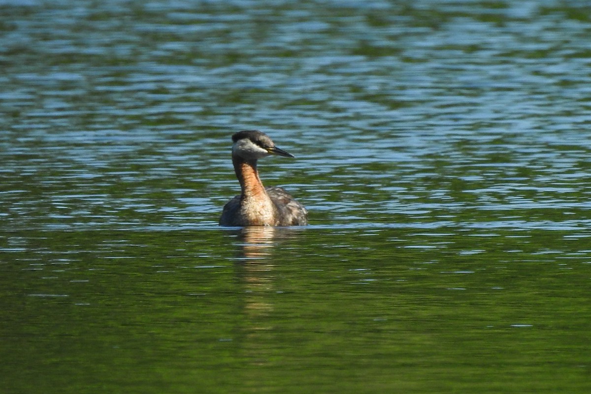 Red-necked Grebe - David  Clark