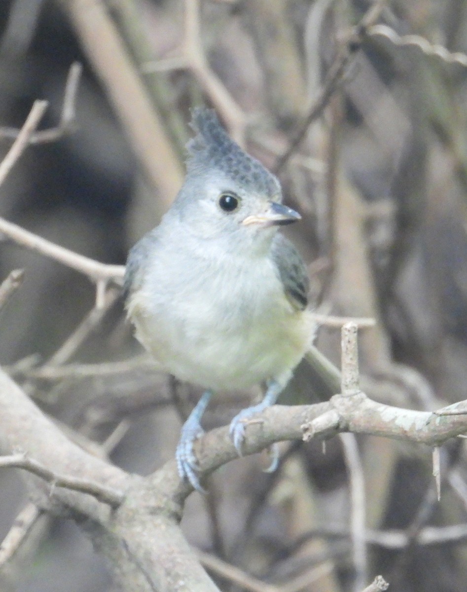 Black-crested Titmouse - ML619442646