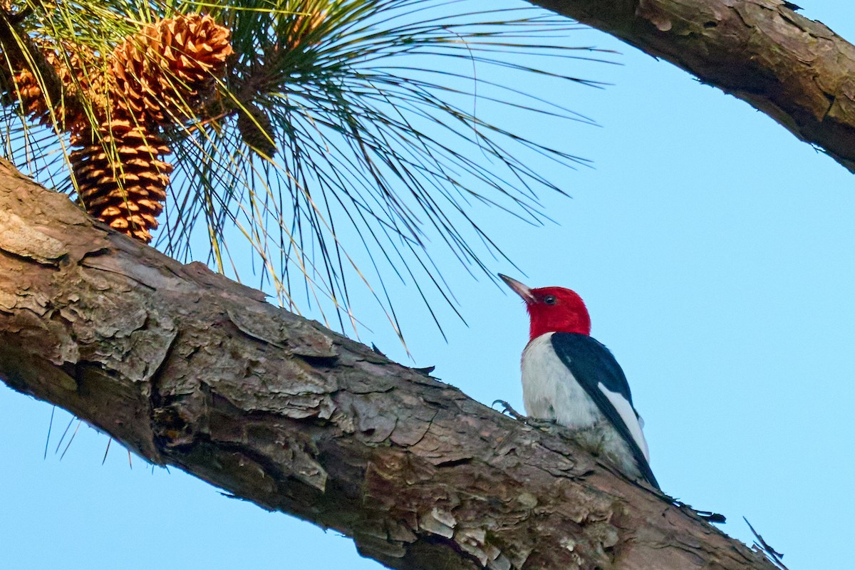 Red-headed Woodpecker - Ed Yong