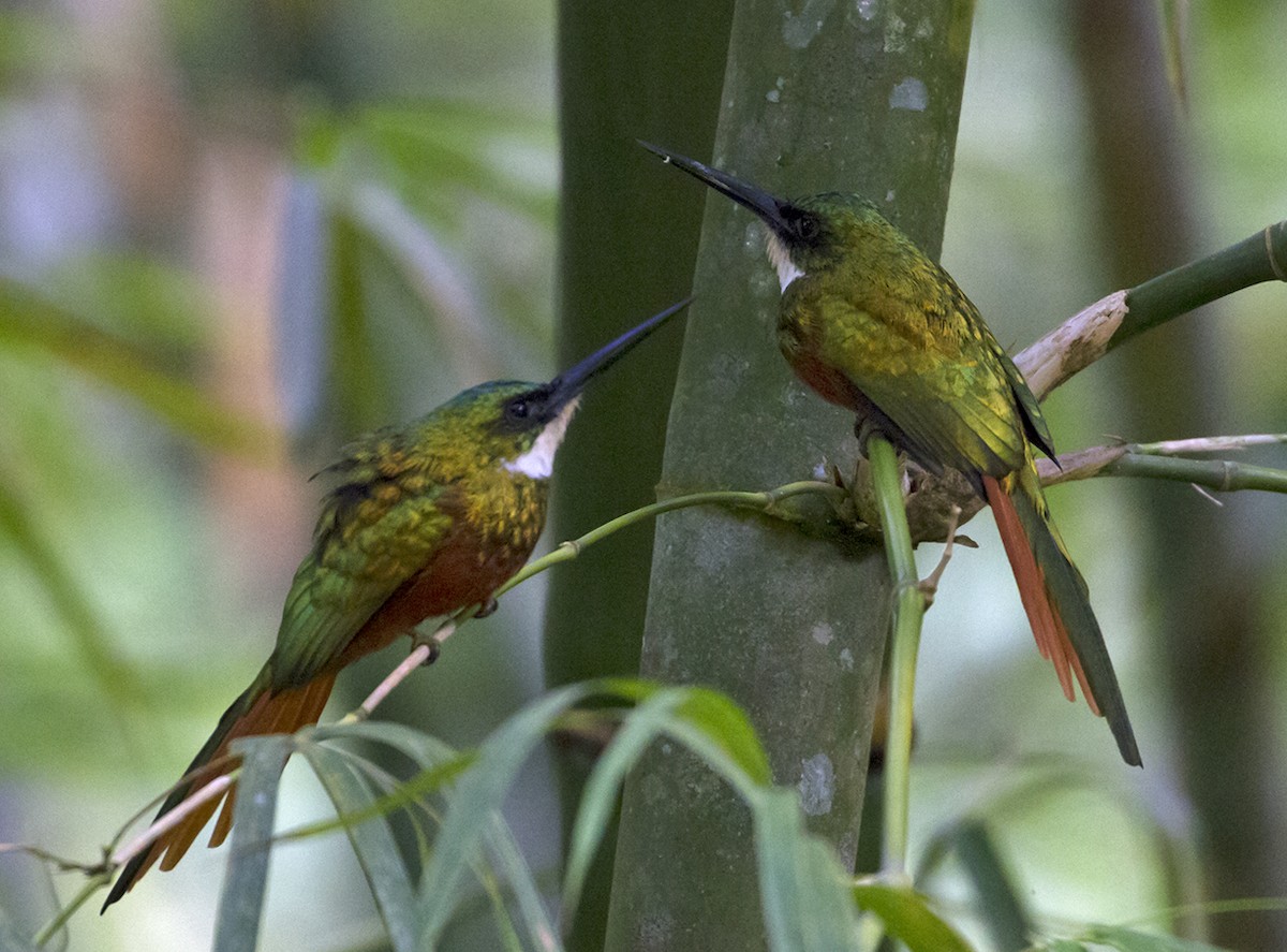 Rufous-tailed Jacamar - Jim Hengeveld