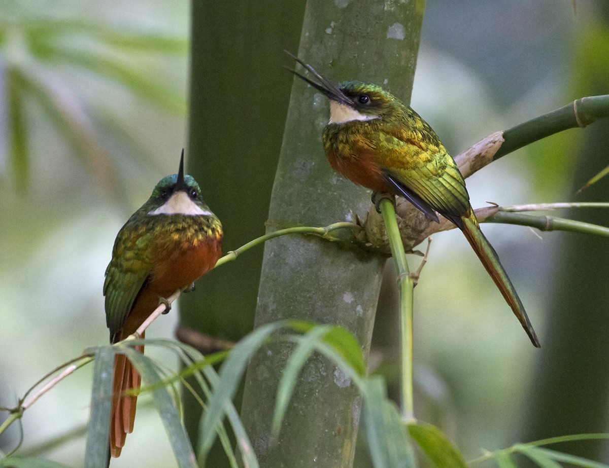 Rufous-tailed Jacamar - Jim Hengeveld