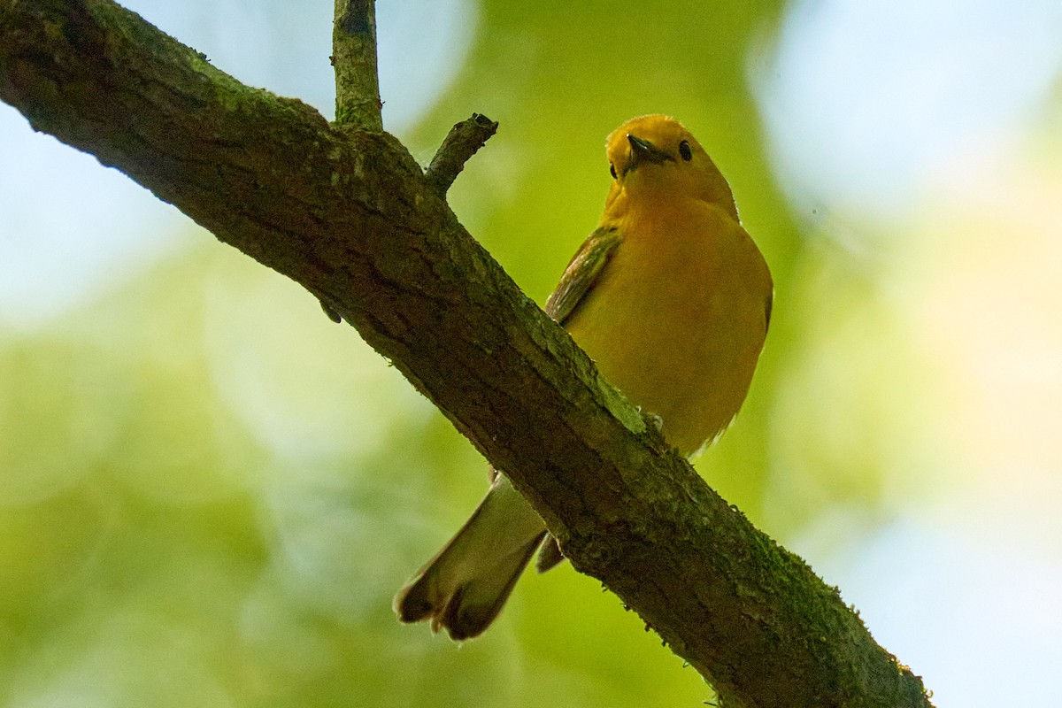 Prothonotary Warbler - Ed Yong