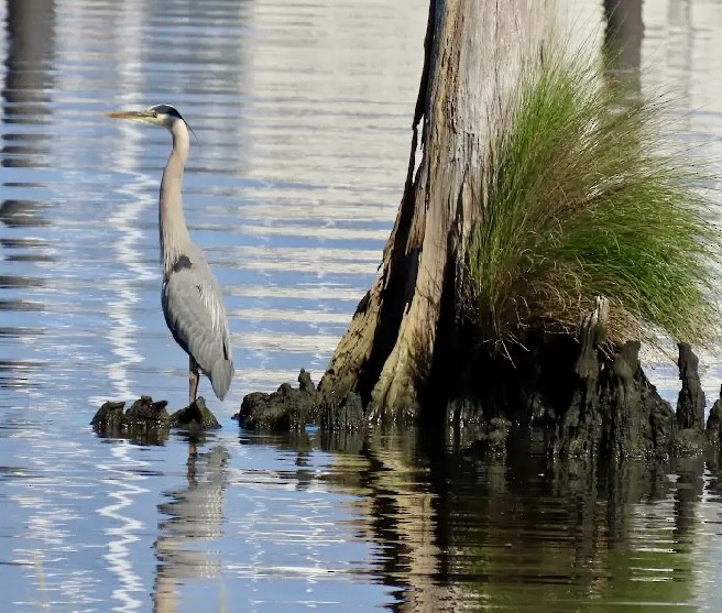 Great Blue Heron - Tom & Anna Leith