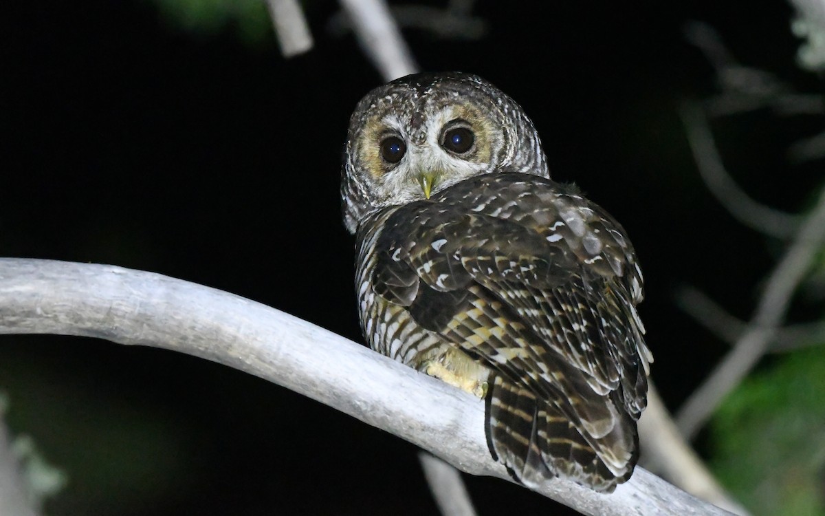 Rufous-legged Owl - Christoph Moning