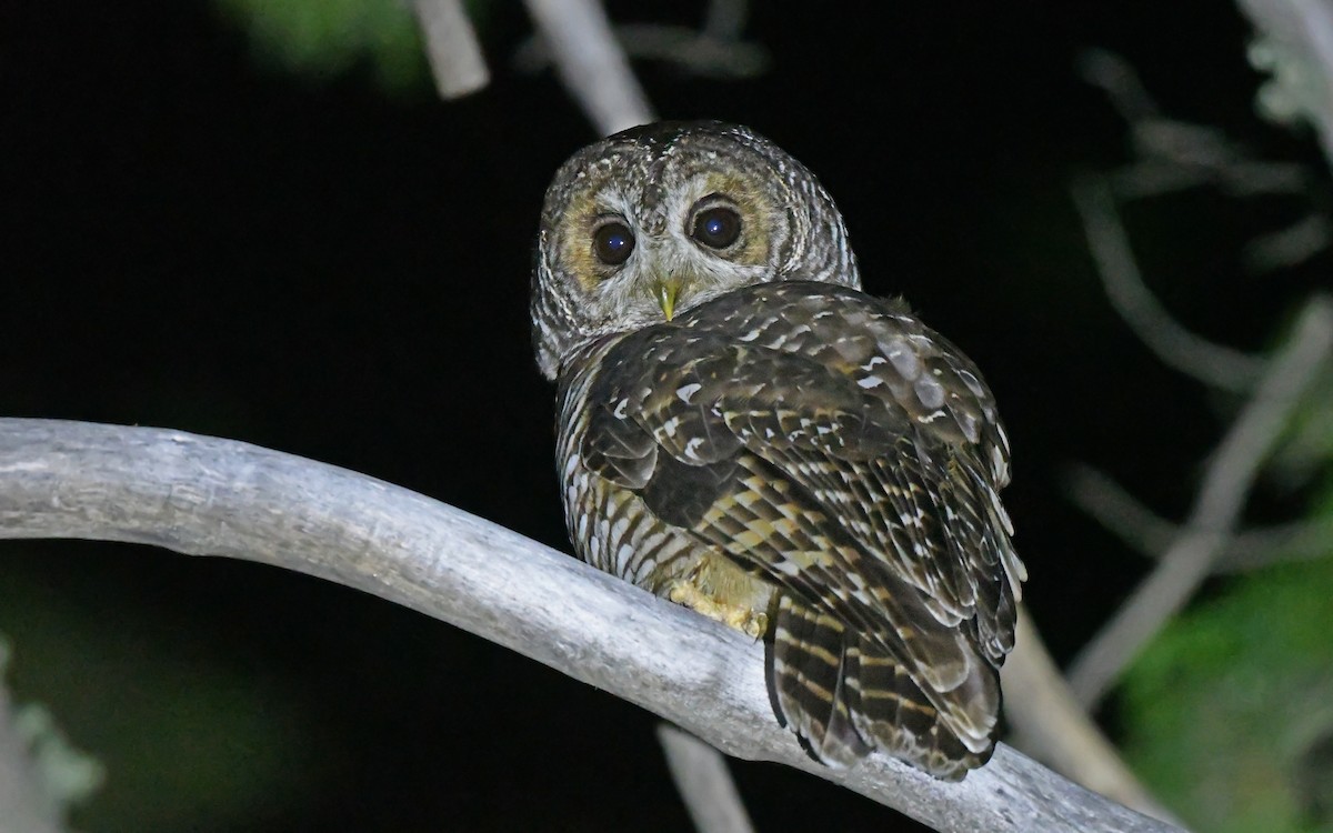 Rufous-legged Owl - Christoph Moning