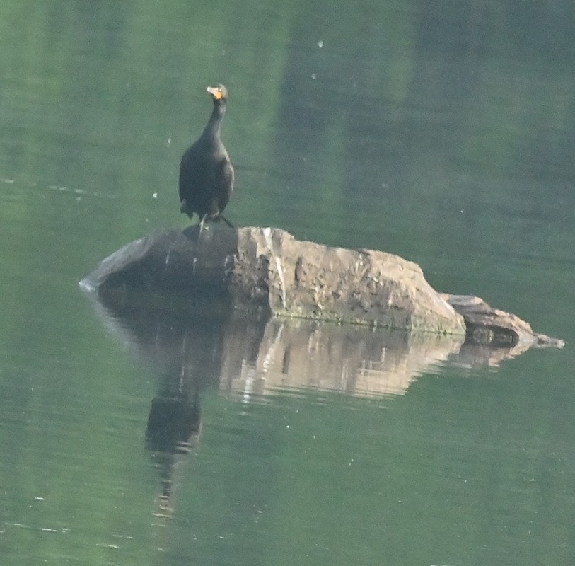 Double-crested Cormorant - Regis Fortin