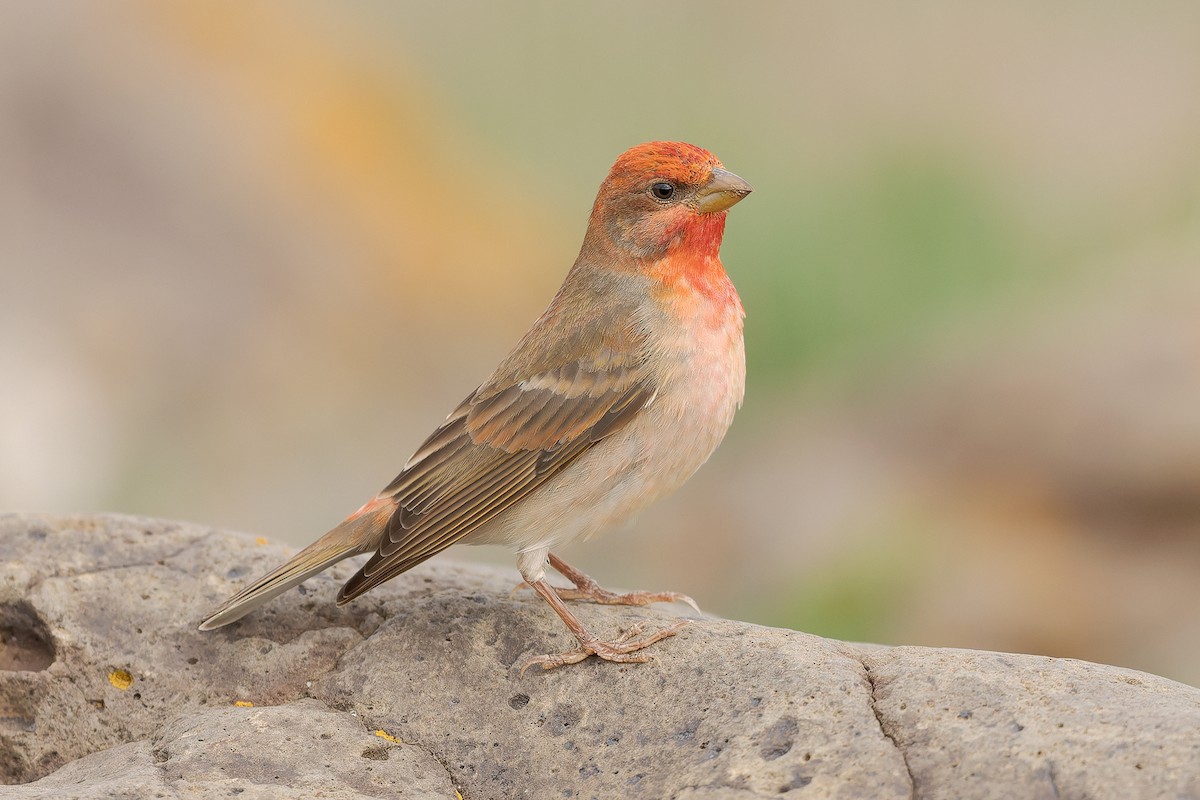 Common Rosefinch - Mario Vigo