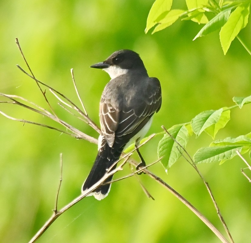 Eastern Kingbird - Regis Fortin