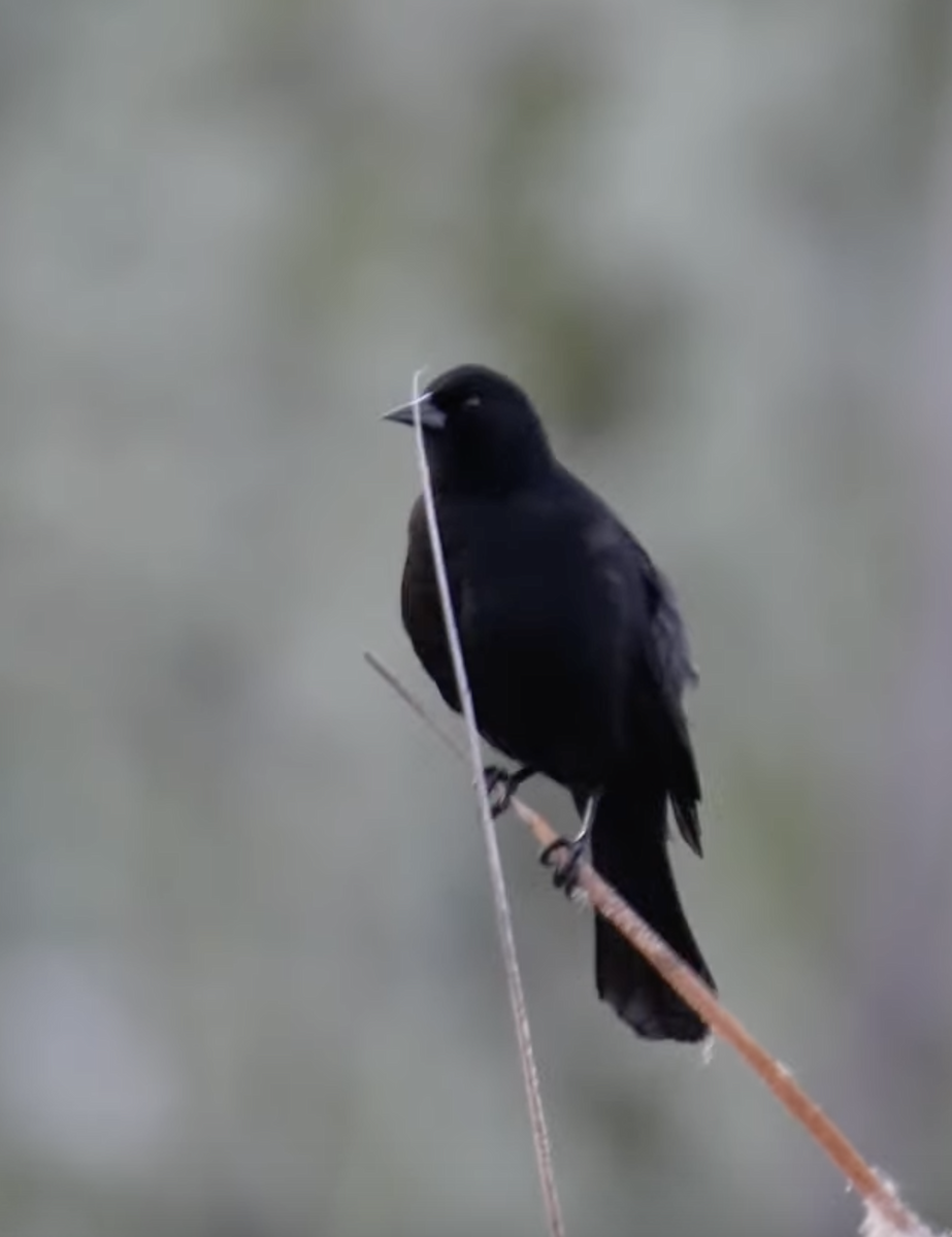 Red-winged Blackbird - Hawkin Saeger