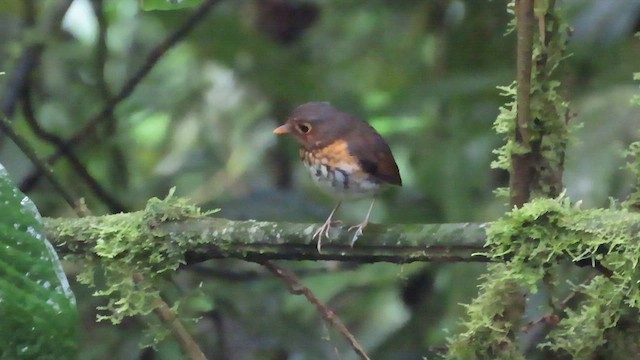 Ochre-breasted Antpitta - ML619442719