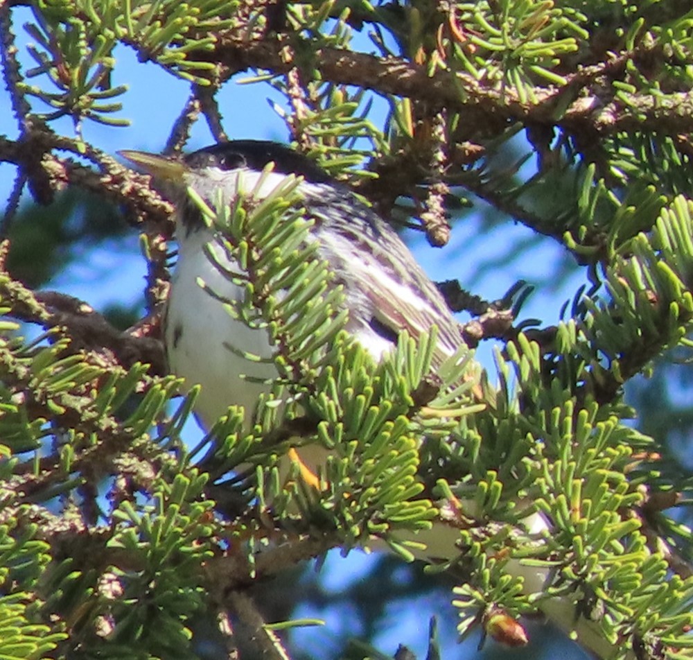 Blackpoll Warbler - Gisele d'Entremont