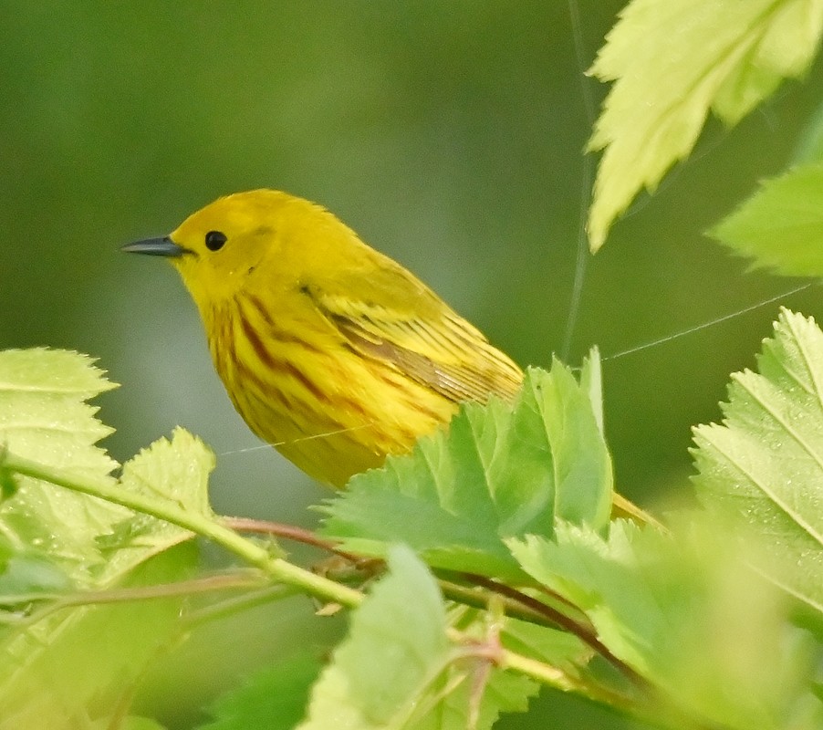 Yellow Warbler - Regis Fortin