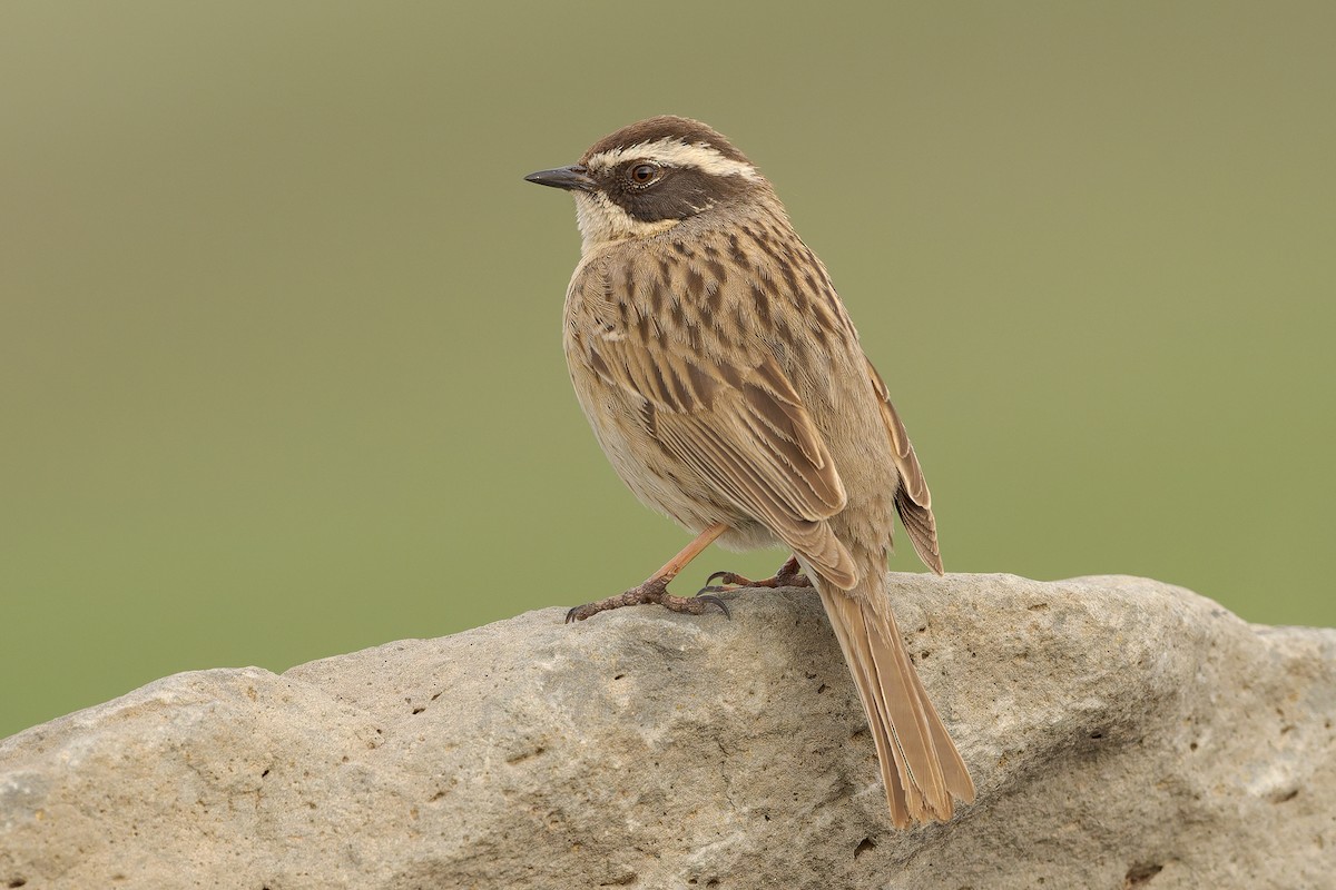 Radde's Accentor - Mario Vigo