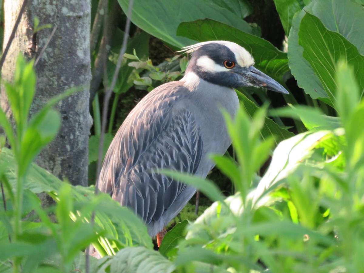 Yellow-crowned Night Heron - ML619442735